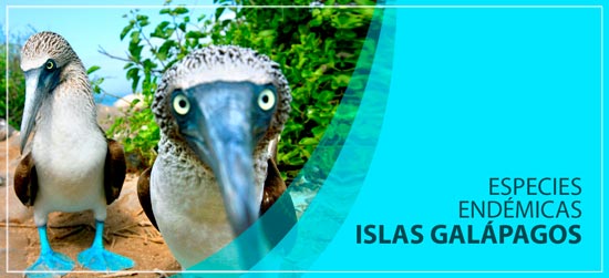 especies endemicas habitan islas archipielago galapagos ecuador 0