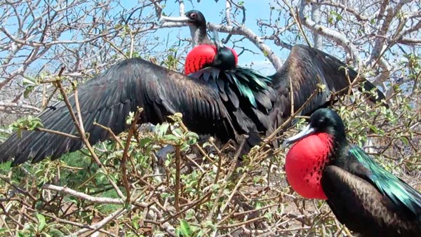 especies endemicas habitan islas archipielago galapagos ecuador 7