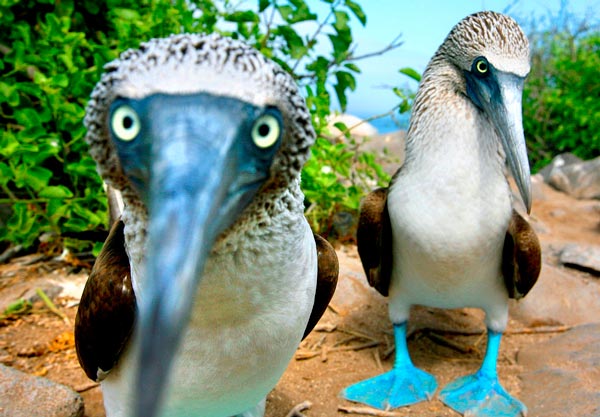 especies endemicas habitan islas archipielago galapagos ecuador 8
