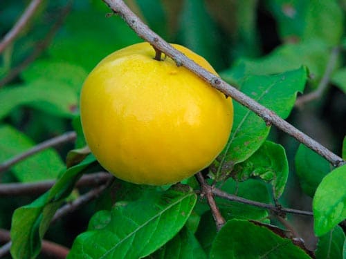 frutas costa sierra oriente ecuador frutos ejemplos 24