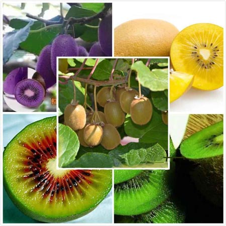 frutas costa sierra oriente ecuador frutos ejemplos 5