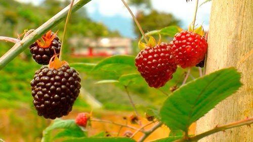 frutas costa sierra oriente ecuador frutos ejemplos 6